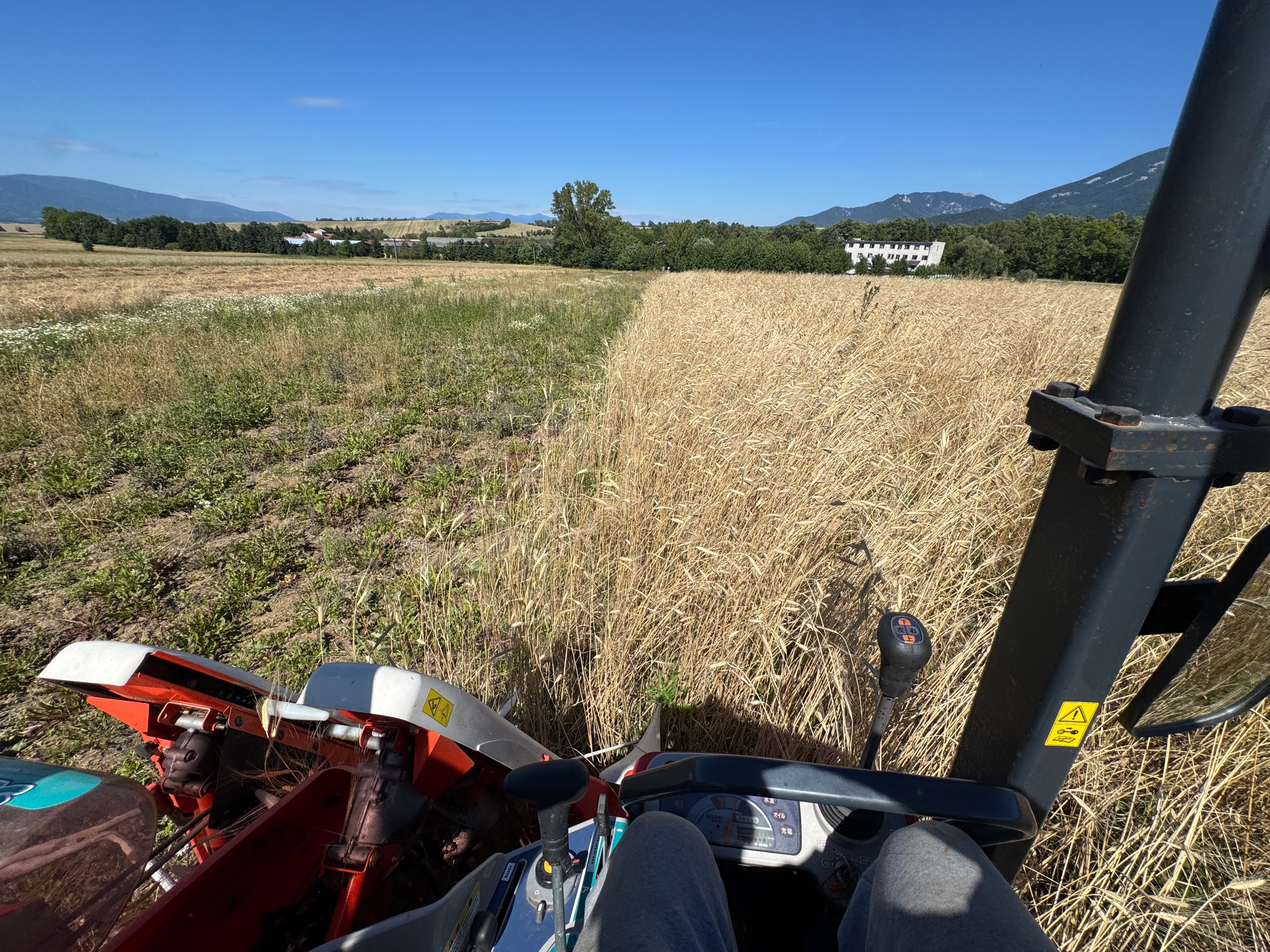 Pohľad z kabíny vlastného kombajnu počas žatvy zlatistého poľa jednozrnky