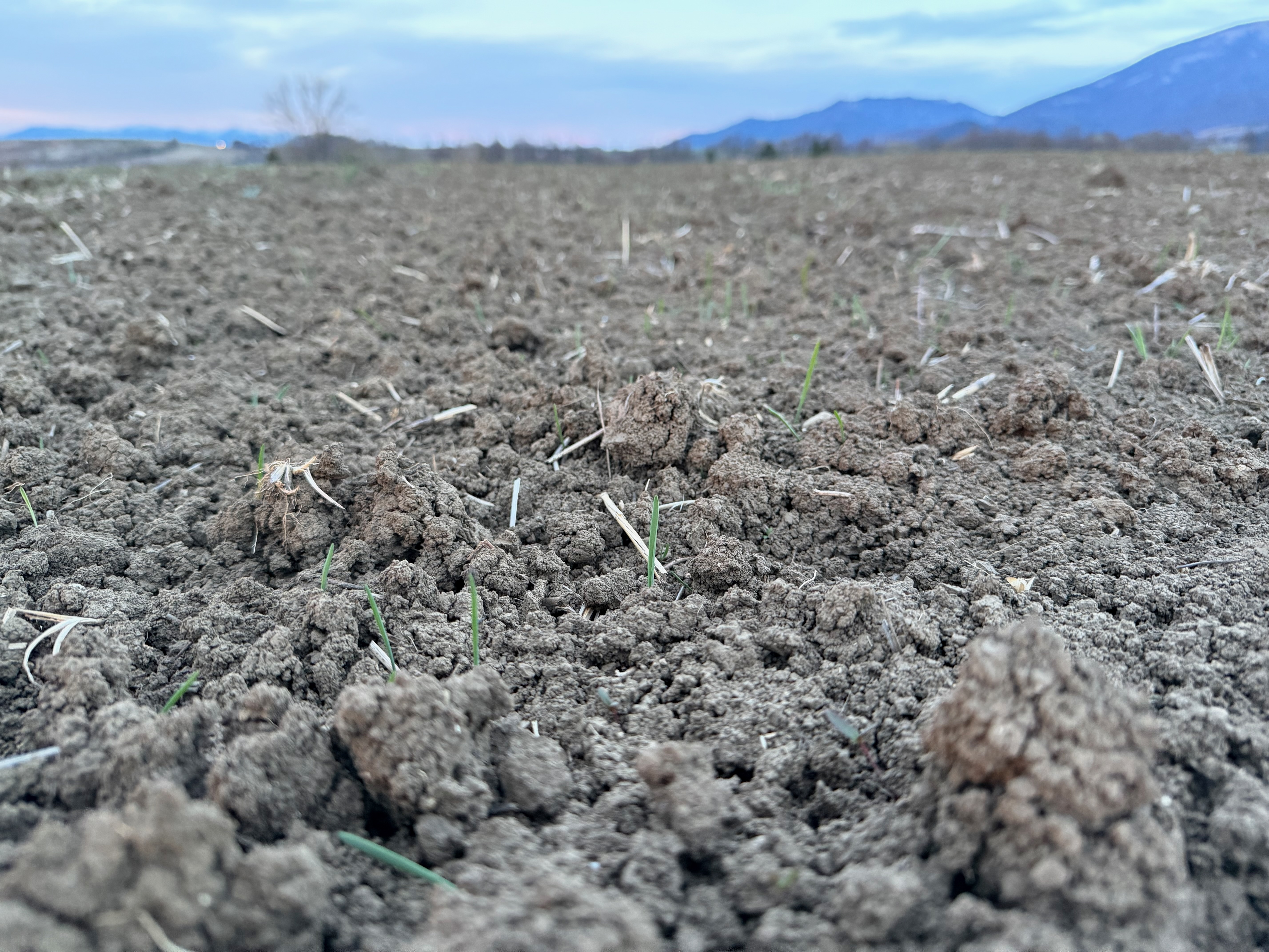 Čerstvo zasiata pôda s prvými výhonkami jednozrnky v Turčianskej kotline
